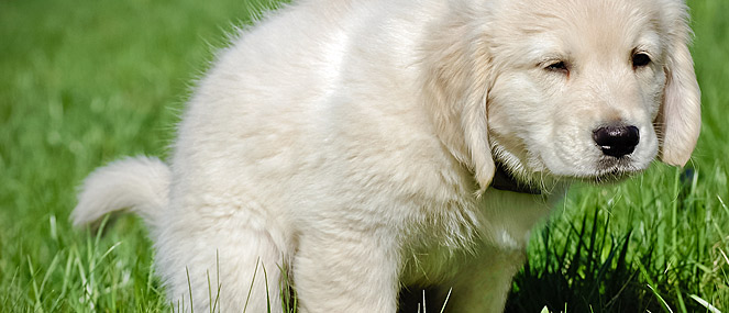 what to do when your dog is constipated
