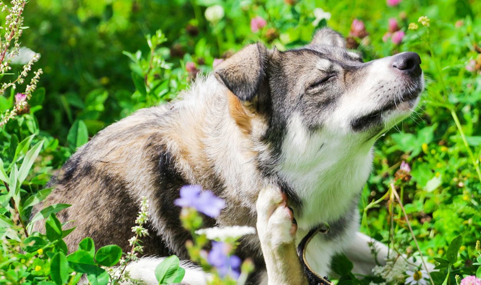 puppy rashes treatment