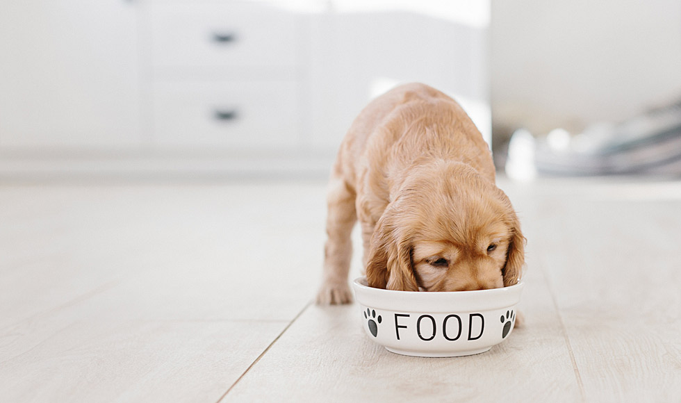 how should i feed my dog