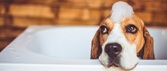 where to bathe dog