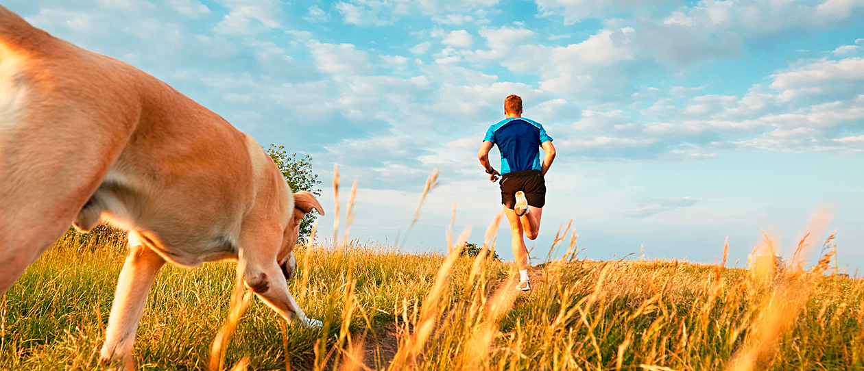 what dogs are best for running