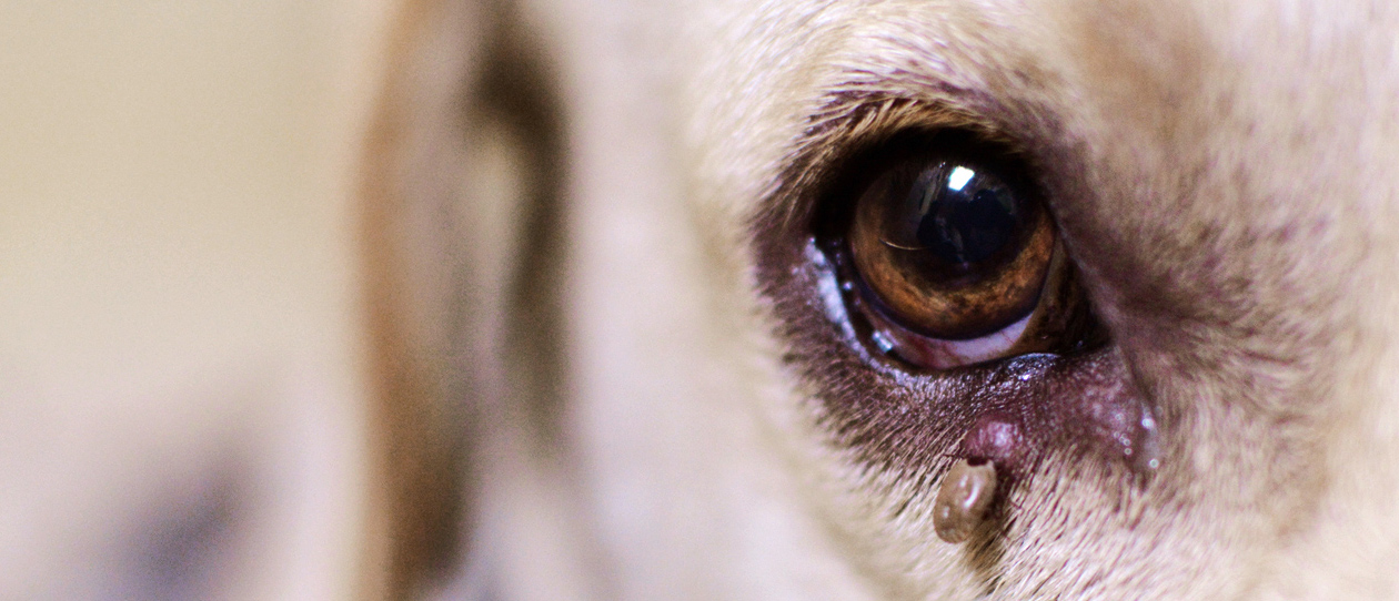 dog wart on eye