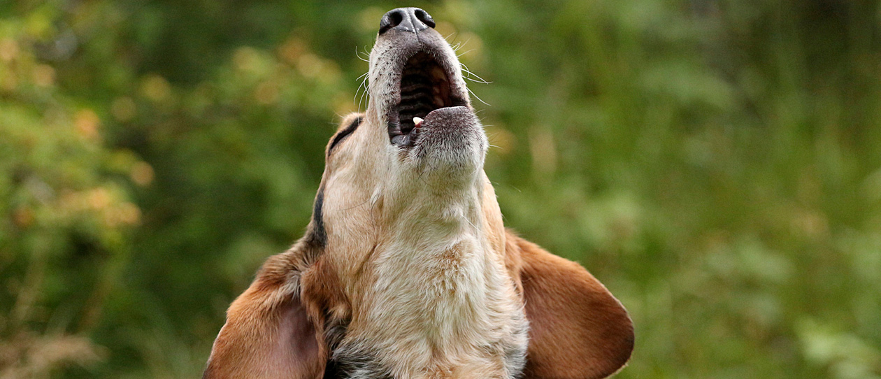 how to stop nuisance barking