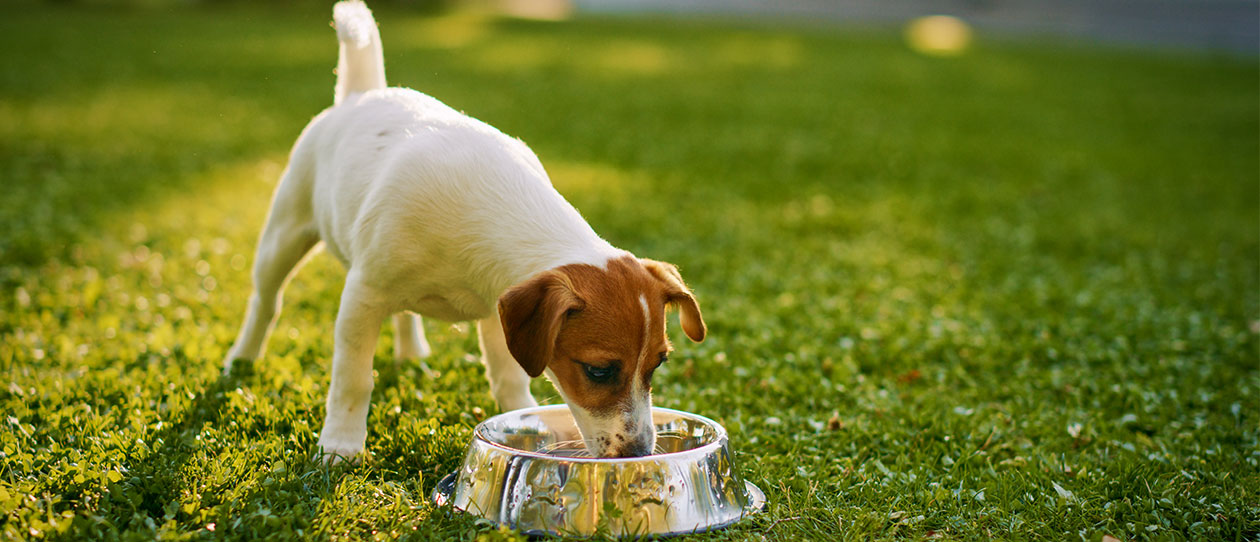 is milk harmful to dogs
