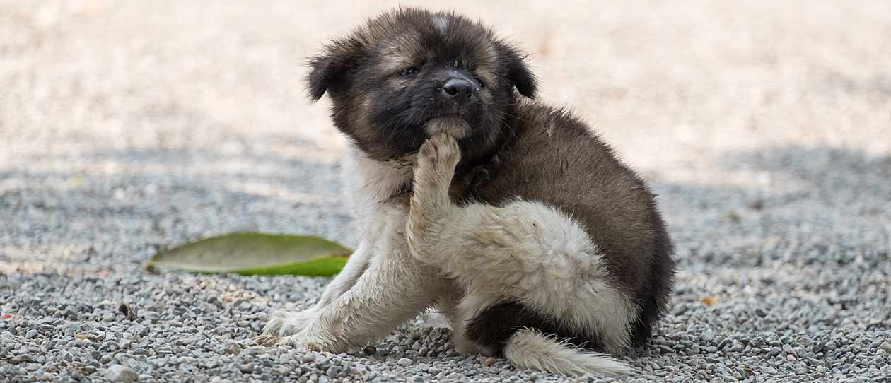 sarcoptic mange in dogs home treatment