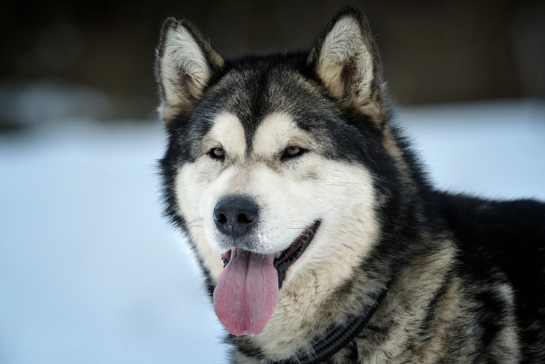 10 unexpected breeds that make great running mates - Blackmores