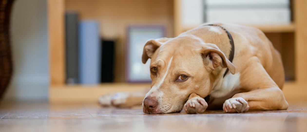 Managing Chronic Dog Conditions 1260x542