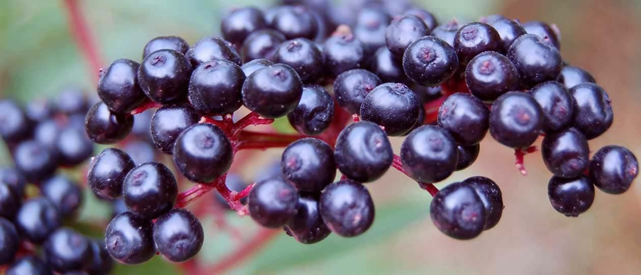 Elderberry for overseas travel