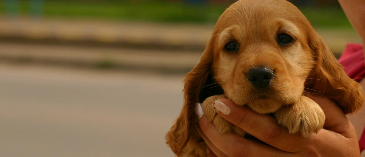 Another good reason to get a family pet