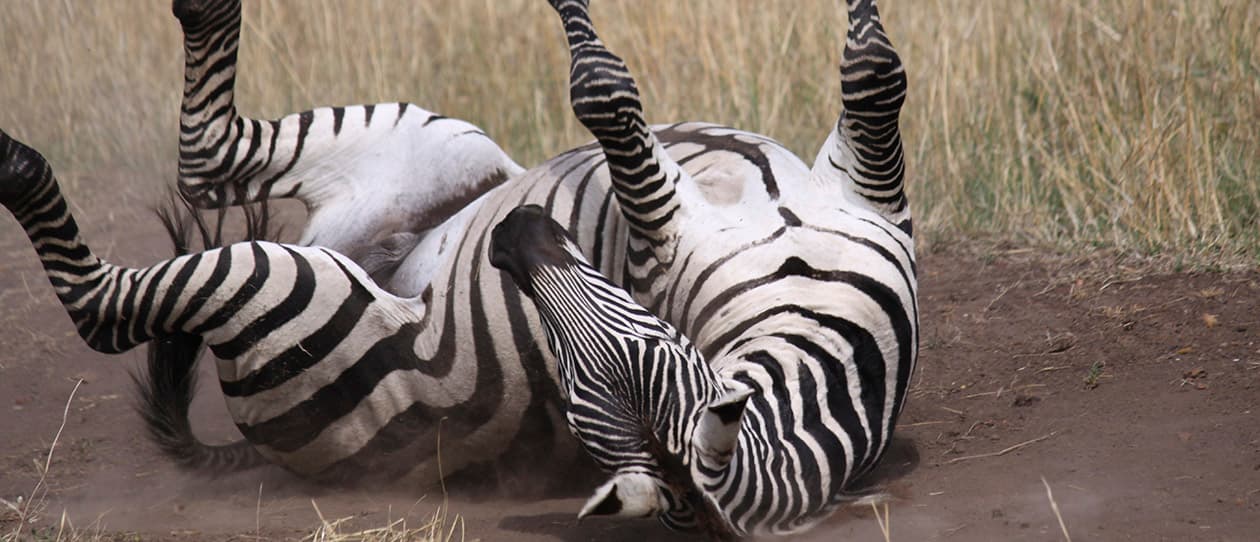 Flatulance and bloating