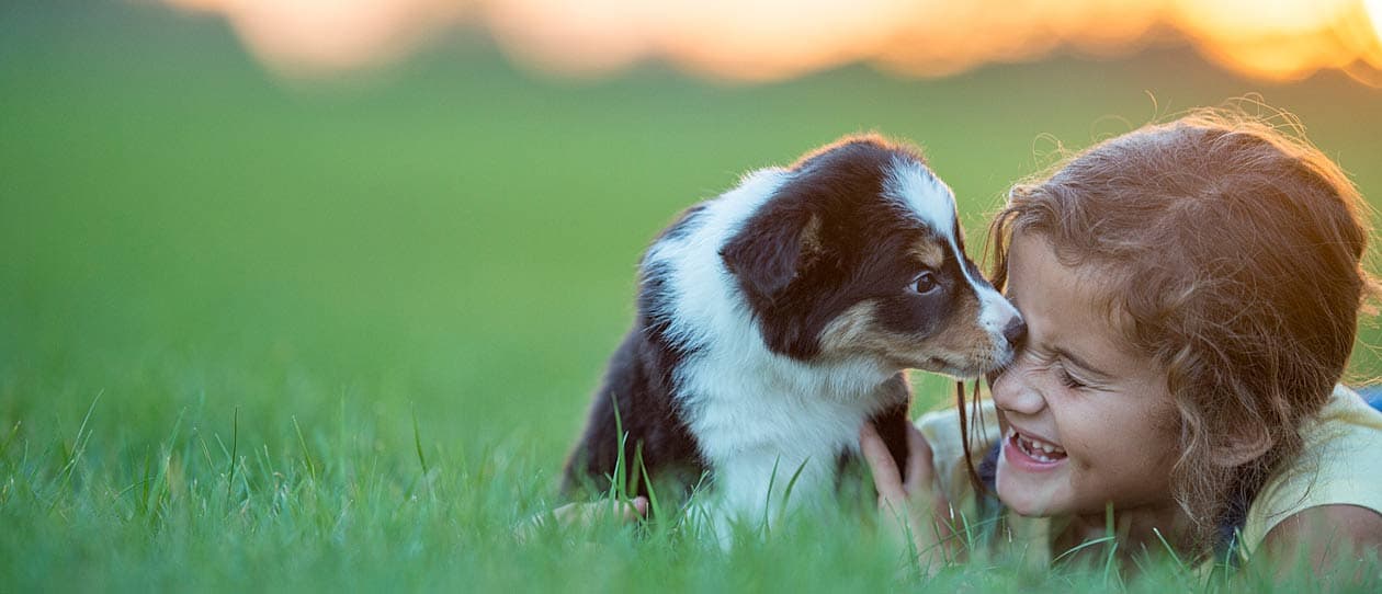 puppy-AP-hero-1-1260x542