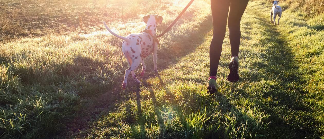 10-unexepected-breeds-that-make-great-running-mates2-main