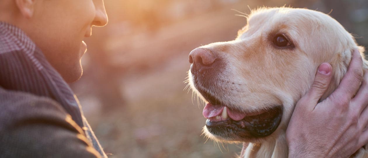 Arthritis in dogs - Help your dog with arthritis pain | Blackmores