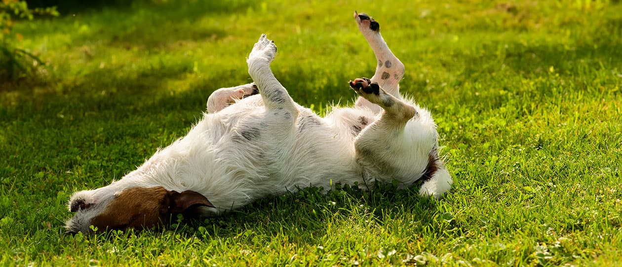 dermatological-yeast-infection-in-dogs1260x542