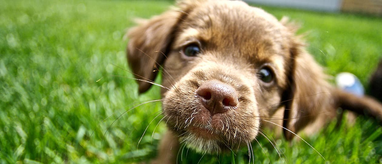 liver-toxicity-for-pets-main