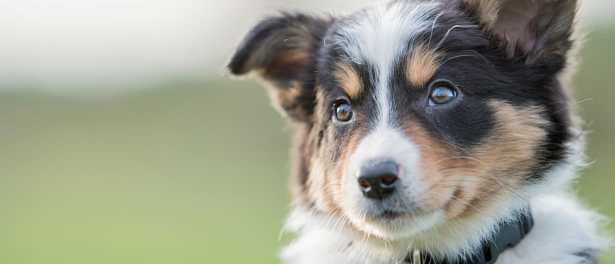 Most popular pet names in Australia