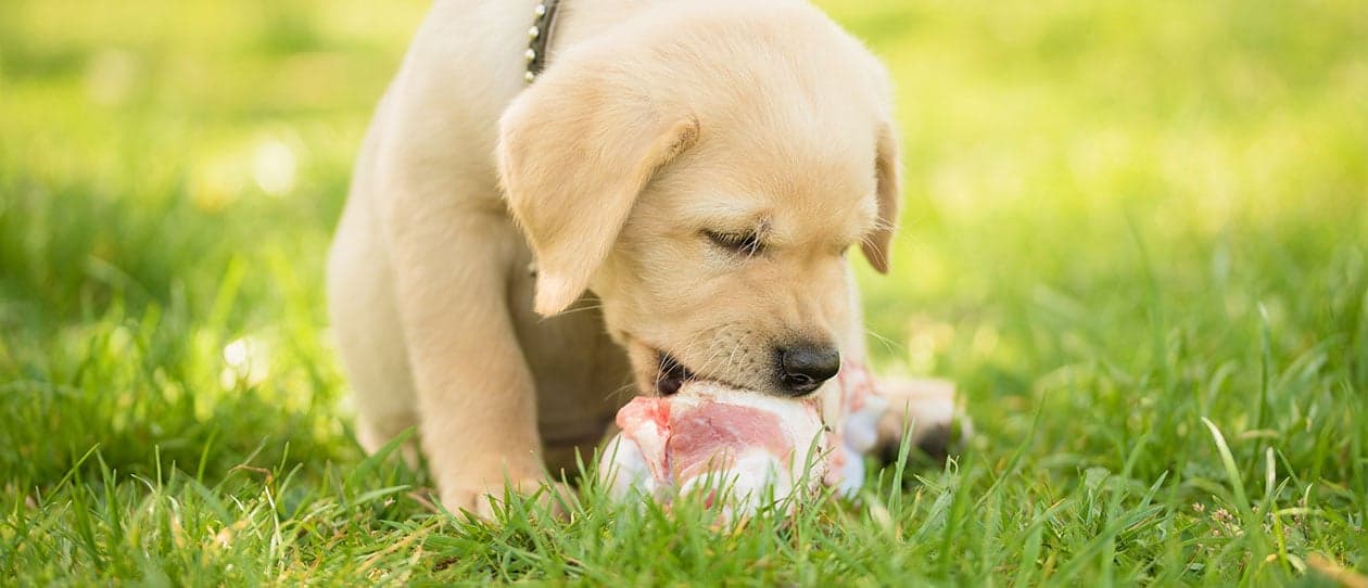 what-can-and-cant-dogs-eat1260x542