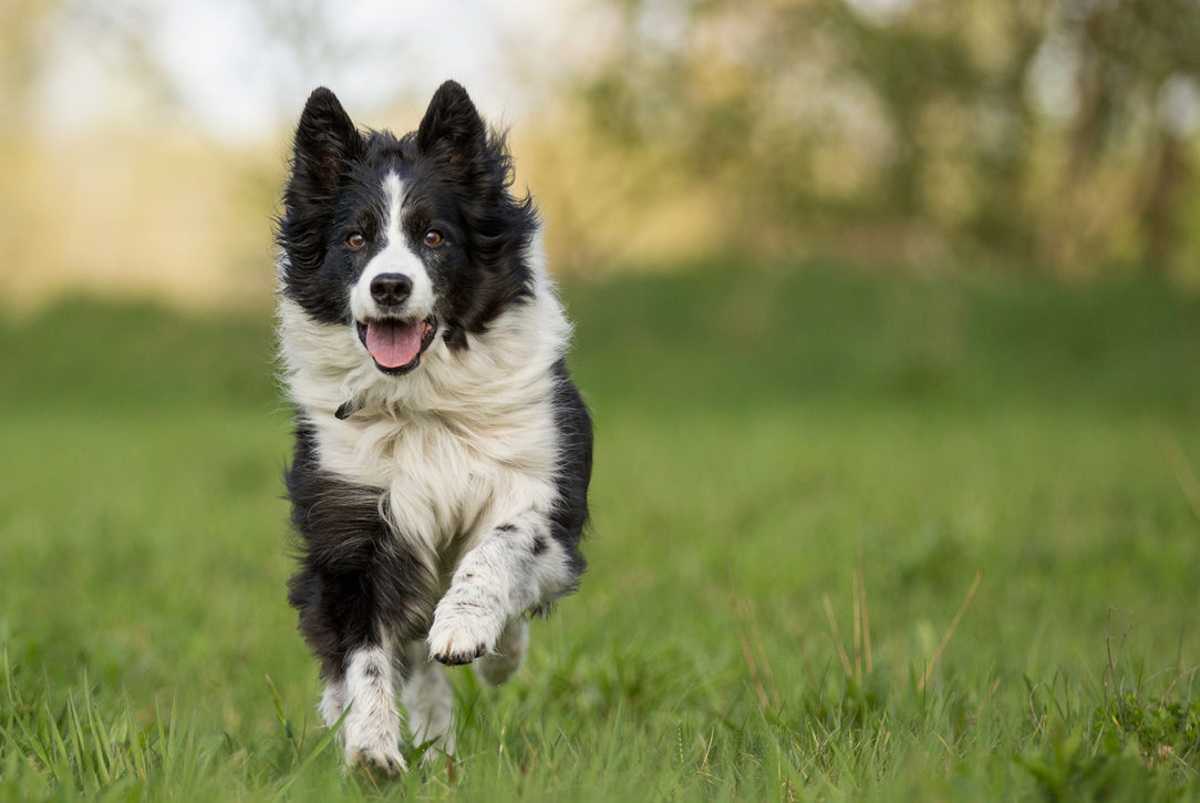 best dog breed for runners with cats
